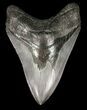 Sharp Megalodon Tooth - Georgia #52407-1